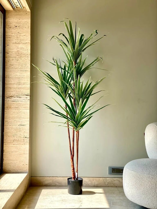 Artificial plant with black pot in living room, Artificial Dracaena Tree