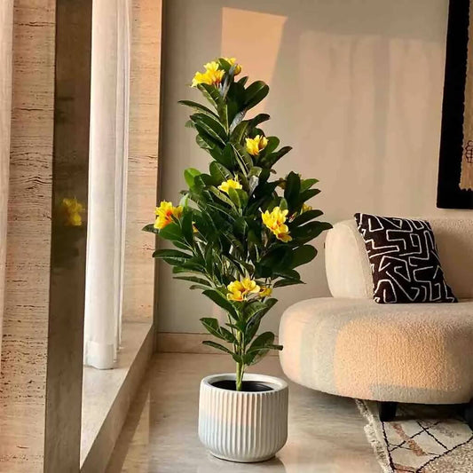 Yellow Firangipani Tree - 5 Feet