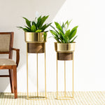 Two Isabella Metal Planters with Green Plants