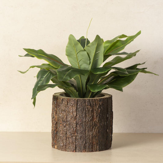 Bark Wood Table Top Planter Pots | Wooden Planters for Indoor Plants