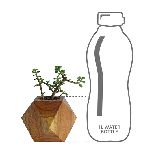 Height comparison of Faceted Cube Planter with a 1l bottle