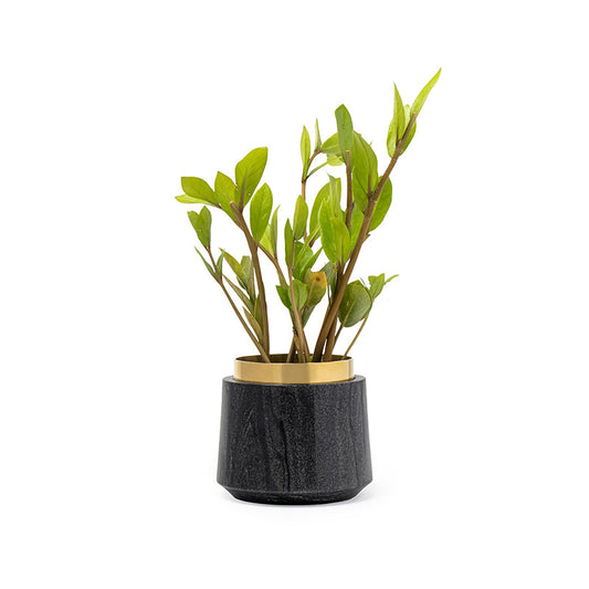 Desk planter with plant