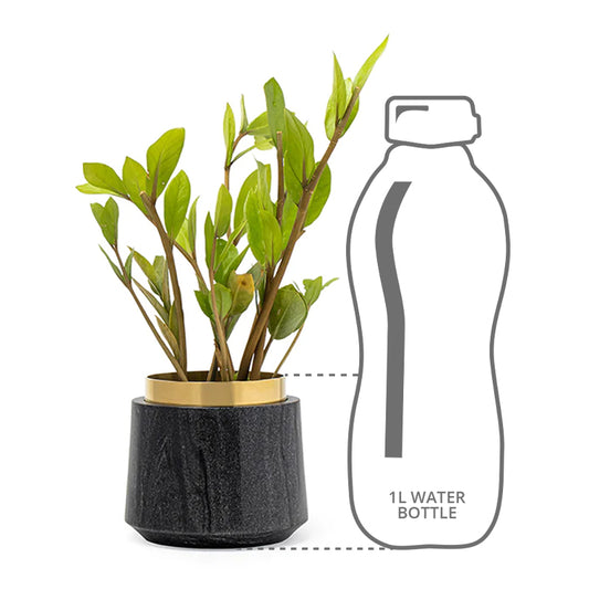 Size comparison of planter with bottle