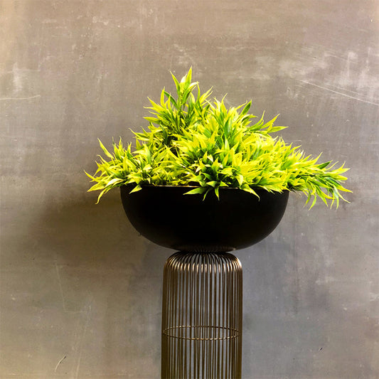 Green plant on black pot