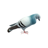 Pigeon bird showpiece